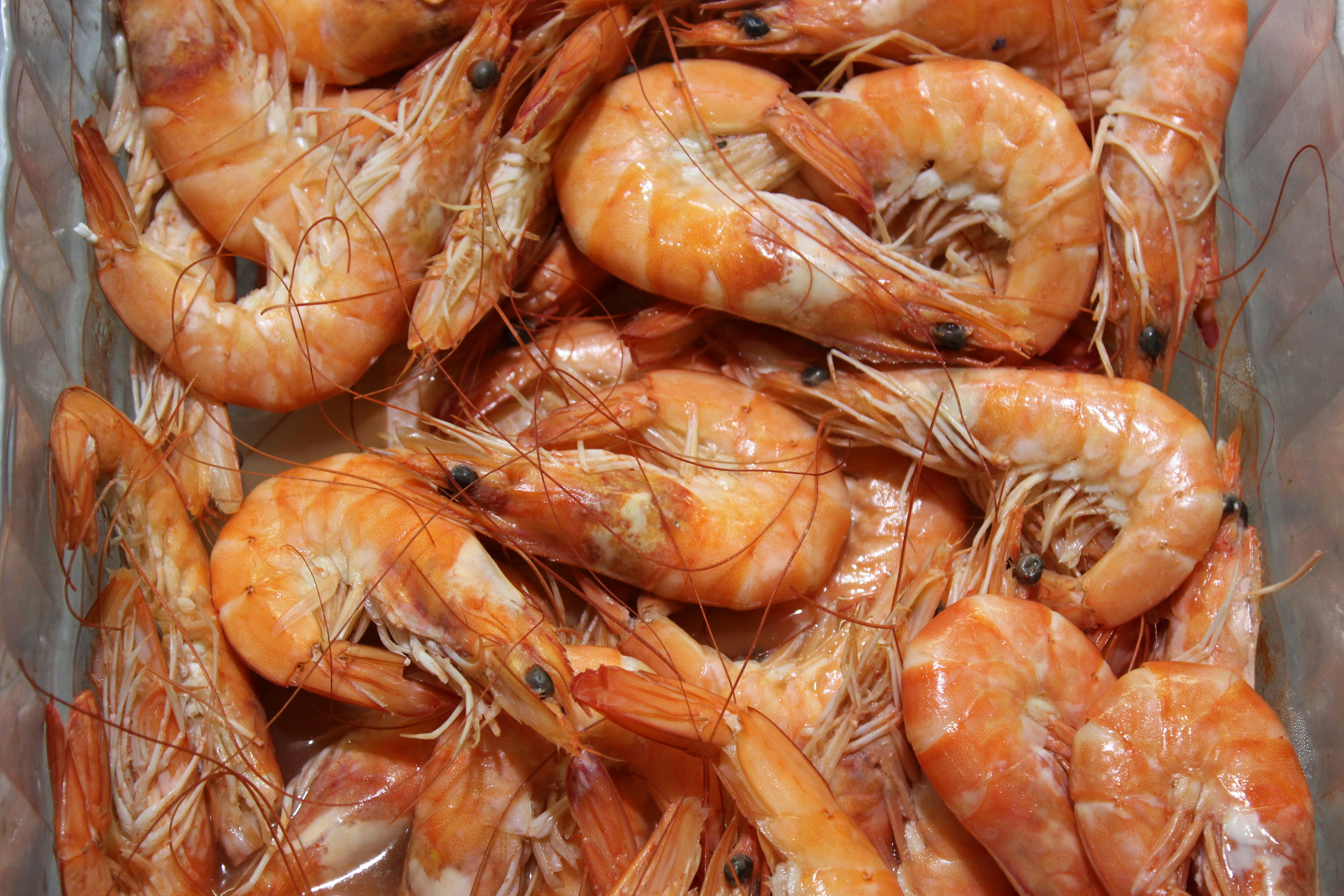 Shrimp
